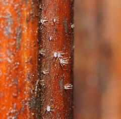 Hispidula dicksoniae