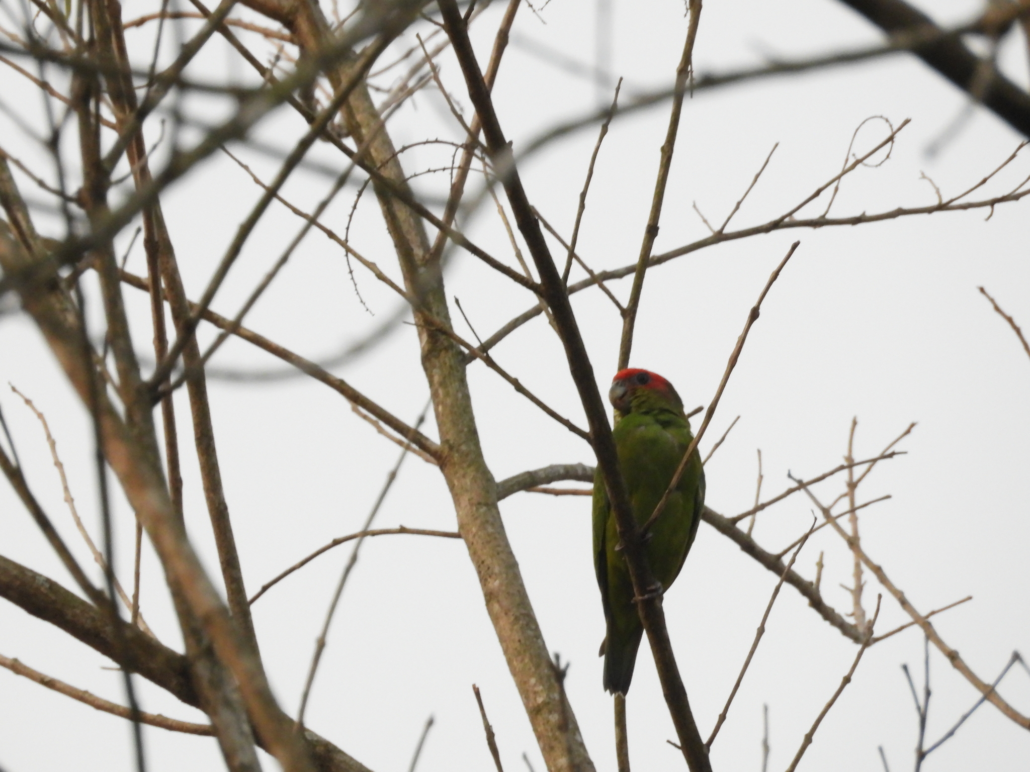 Pileated Parrot (Pionopsitta pileata), photo 4
