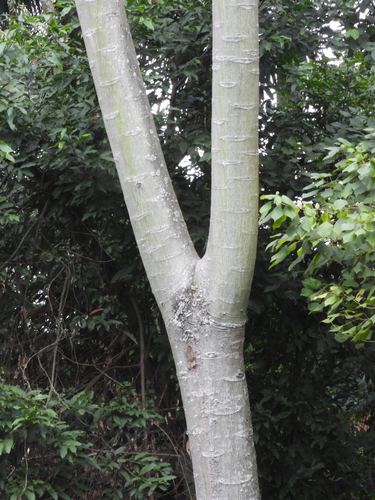 Schizolobium parahyba