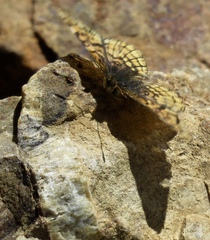 Chlosyne whitneyi