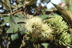 Gaiadendron