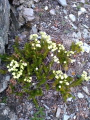 Phyllodoce glanduliflora