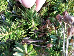 Phyllodoce glanduliflora