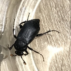 Nicrophorus humator