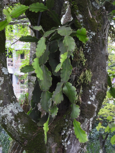 Rhipsalis pachyptera (Rhipsalis pachyptera)