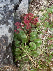 Micranthes purpurascens