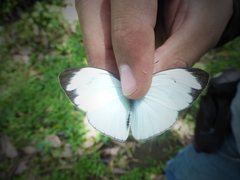 Itaballia demophile centralis