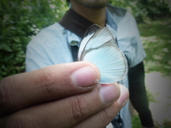 Itaballia demophile centralis