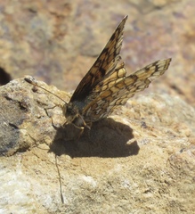 Chlosyne whitneyi