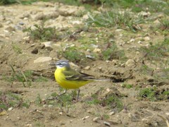 Motacilla flava flava