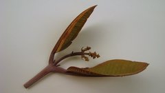 Miconia amoena