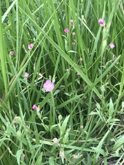 Dianthus deltoides