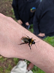 Bombus vestalis