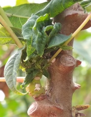 Phenacoccus manihoti