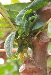 Phenacoccus manihoti