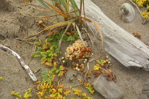Image of Glehnia littoralis by no rights reserved