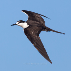 Sooty Tern photo 2
