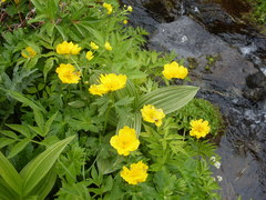 Trollius riederianus