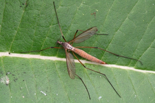European Crane Fly photo 5
