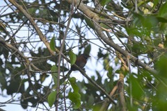 Synallaxis erythrothorax