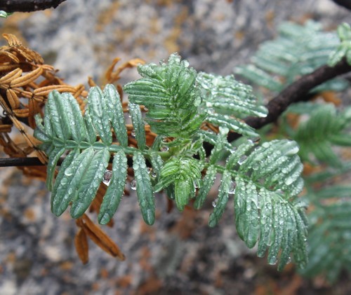 Image of Melianthus pectinatus by (c) Brian du Preez, some rights reserved (CC BY-SA)