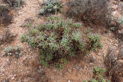 Pelargonium crithmifolium