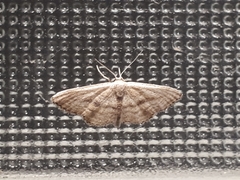 Idaea leipnitzi