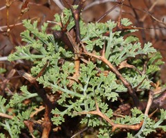 Pelargonium crithmifolium