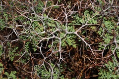 Pelargonium crithmifolium