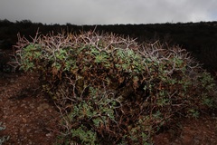Pelargonium crithmifolium