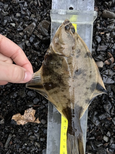 Starry flounder (Platichthys stellatus) — Pleuronectidae — 4