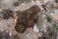 Aloe melanacantha