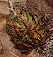 Aloe melanacantha