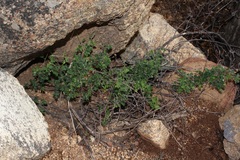 Rhynchosia schlechteri