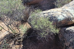 Indigofera spinescens