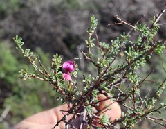 Indigofera spinescens