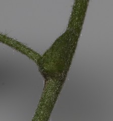 Rhynchosia schlechteri