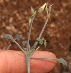 Oxalis knuthiana
