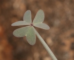 Oxalis knuthiana