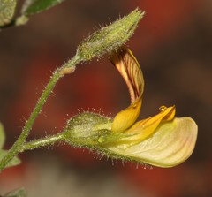 Rhynchosia schlechteri