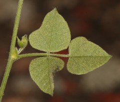 Rhynchosia schlechteri