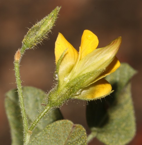 Image of Rhynchosia schlechteri by (c) Brian du Preez, some rights reserved (CC BY-SA)