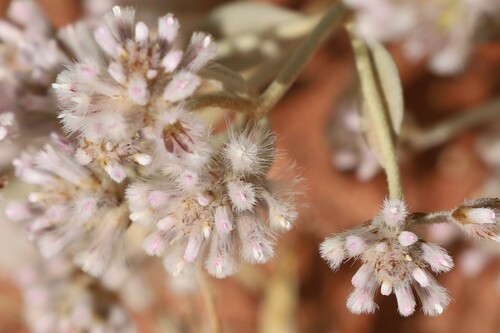 cotton bush