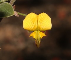 Rhynchosia schlechteri
