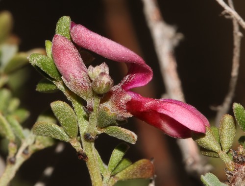 Image of Indigofera spinescens by (c) Brian du Preez, some rights reserved (CC BY-SA)