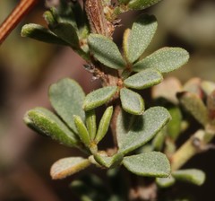 Indigofera spinescens