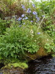 Polemonium campanulatum