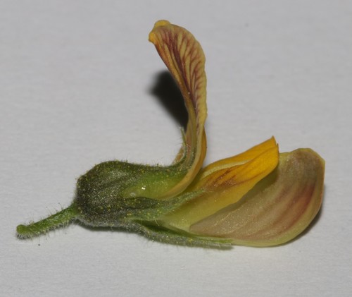 Image of Rhynchosia schlechteri by (c) Brian du Preez, some rights reserved (CC BY-SA)