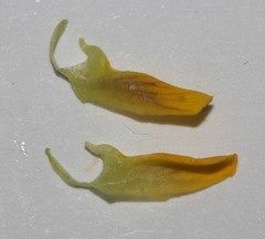 Rhynchosia schlechteri