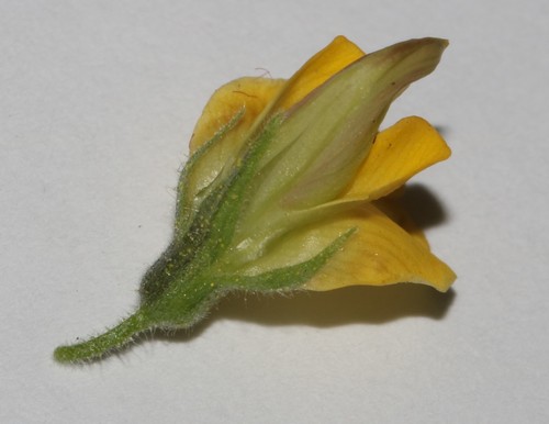 Image of Rhynchosia schlechteri by (c) Brian du Preez, some rights reserved (CC BY-SA)